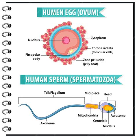 Free Vector Human Egg Or Ovum Structure And Human Sperm Or Spermatazoa For Health Education