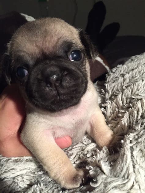 Pug Puppies For Sale Covewick Drive Nv 317488