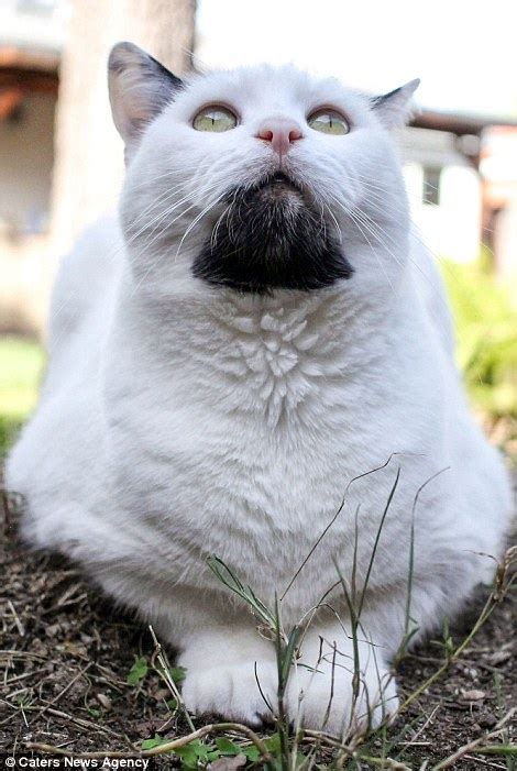 Hipster Cat Gary With A Goatee Looks Like U2s The Edge Daily Mail Online