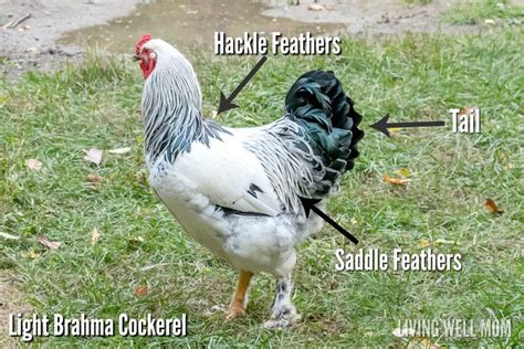 how to tell hens and roosters apart