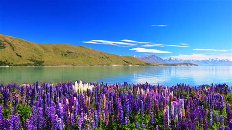 Find out how to study in new zealand as a malaysian student from choosing the right course, universities and course fees. Where to stay in lake tekapo new zealand ...