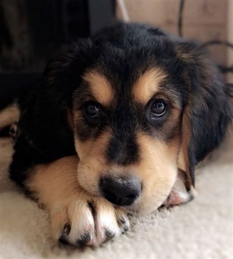 Golden Mountain Dog Golden Retriever X Bernese Mountain Dog Mix 20