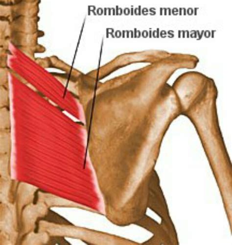 Músculos Superficiales De La Espalda Medicina Amino📚🔬 Amino