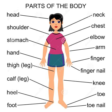 English vocabulary about parts of the body with photos. Vücudun Bölümleri - Body Parts - İngilizce Sokağı