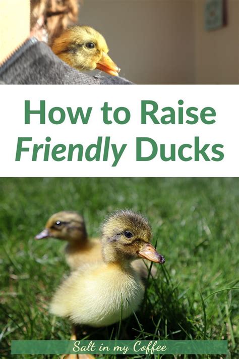 For example, how to attract bees to your yard, how to make them stay, or even how to keep them to harvest their honey and wax. How to raise friendly ducks! | Raising farm animals ...