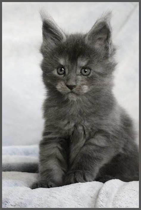 See more ideas about norwegian forest cat, maine coon, cats. Pin on Cats