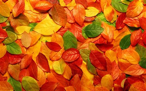 Leaves Autumn Leaf Fall Texture Download Photo