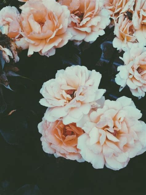 Vsco Grid Floral Pinterest Copper Of Life And Nature