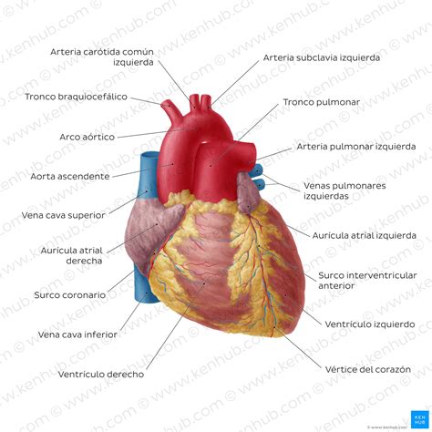 Anatomía Del Corazón Diagramas Y Cuestionarios Kenhub