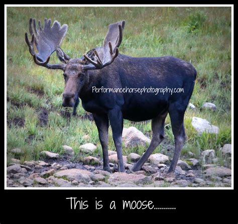 Quotes About Moose 89 Quotes