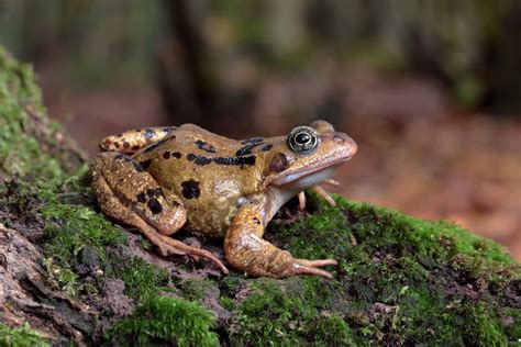 European Common Frog Rana Temporaria Essex Uk Jason Mccombe