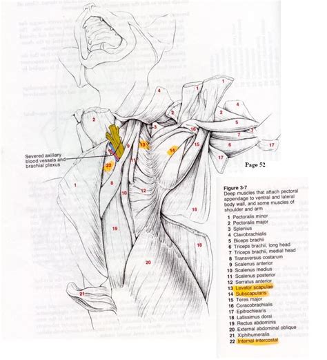 It allows for movement of the. cat muscles | Interal Chest Muscles | Cat anatomy, Medical ...