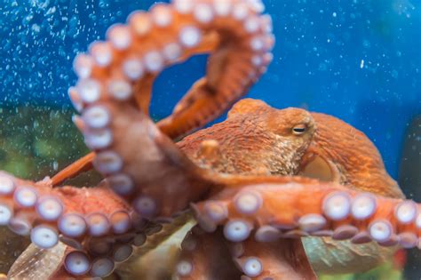 The Curious Traits Of An Octopus How Do They Experience The World