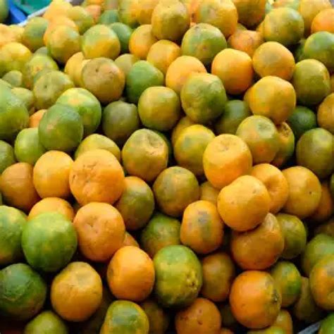 Mahadevan Agro Nagpur Orange The Citrus Delight From Central India