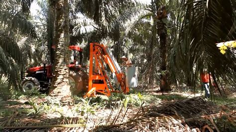 Palm Oil Harvesting With Damico Aerial Platforms Bielevatore S1