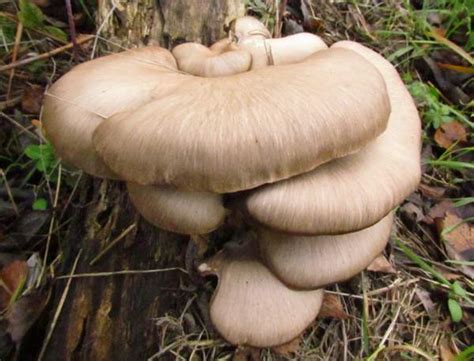 Pleurotus Ostreatus Oyster Mushroom