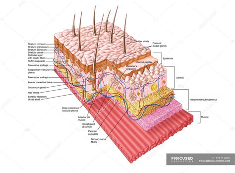 Medical Illustration Of The Human Skin Anatomy — Areolar Tissue