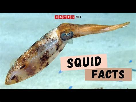 40 Squid Facts About The Popular Cephalopod In The Ocean