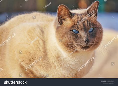 Fat Siamese Cat Blue Eyes Stock Photo 1263143659 Shutterstock