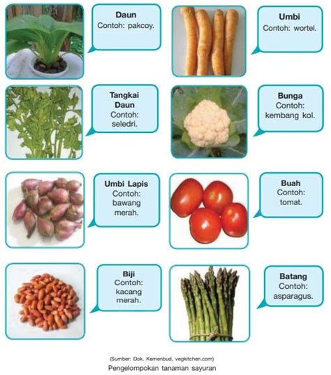6 Jenis Tanaman Sayuran Berdasarkan Bagian Tubuhnya