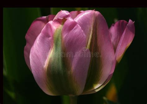 A Single Stunning Purple Tulip On A Black Background With All Details