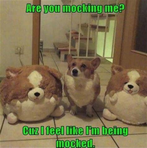 5 Funny Fat Dog Are You Mocking Me Dump A Day