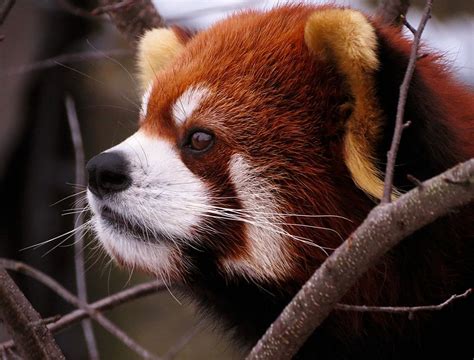 Red Panda Stock 4 By Hotnstock On Deviantart Red Panda Panda