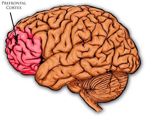 Corteza Prefrontal Del Cerebro Petrus Maximinus