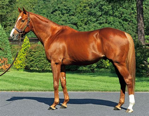 Lucky Lilac A Shining Advert For Japanese Star Orfevre The Owner Breeder