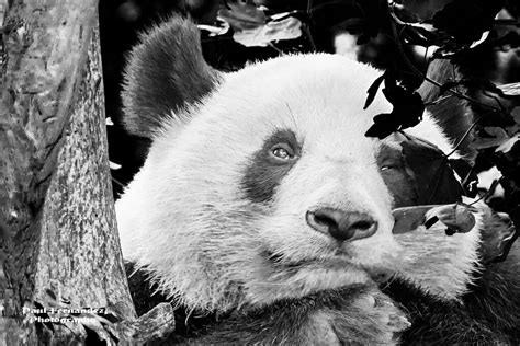 Giant Panda Bandw At The Zoo In Vienna Austria Details Be Flickr