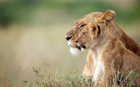 754401 Big Cats Lions Cubs Lioness Rare Gallery Hd Wallpapers