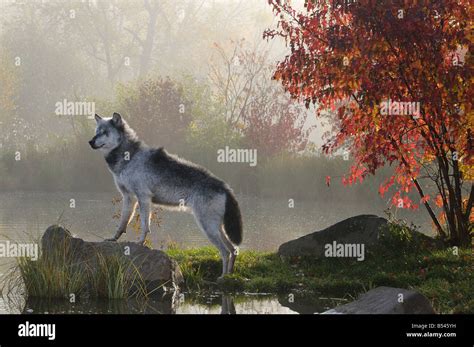 Backlit Alpha Timber Wolf Standing On Rock Over Water In The Mist Of