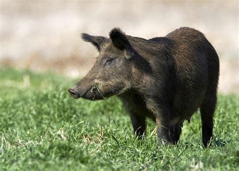 Wild hogs are more than a mere nuisance | Mississippi State University 