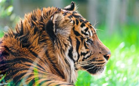 Sumatran Tiger 4k