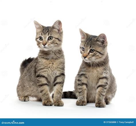 Two Tabby Kittens Stock Photo Image Of Baby Adorable 37265888