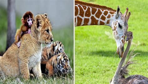 10 Unusual Animal Friendships That Will Melt Your Heart Nature And