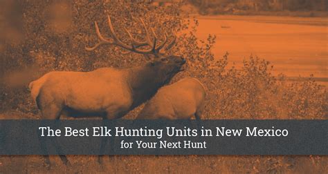 The Best Elk Hunting Units In New Mexico For Your Next Hunt