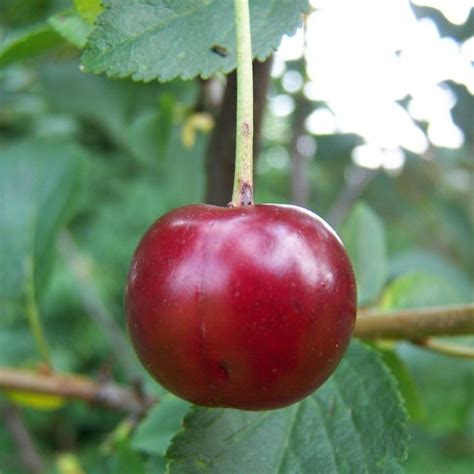 Morello Buy Heritage Cherry Trees Online Habitat Aid