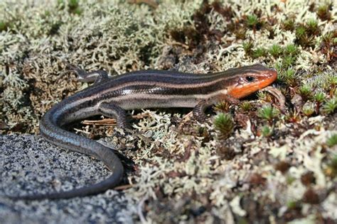 Blue Tailed Lizard Wv Blue Tailed Skink Facts Habitat Diet Life Cycle