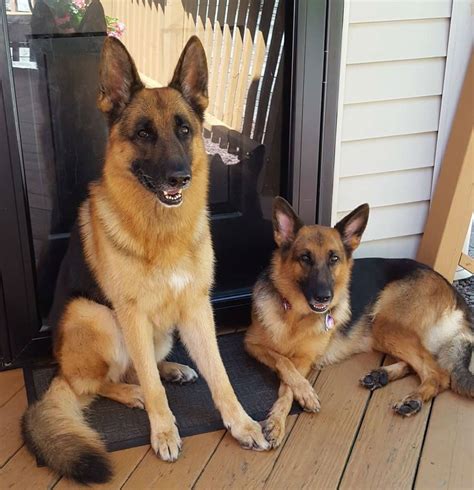 Available Puppies For Sale Our German Shepherds Puppies Are Bred To