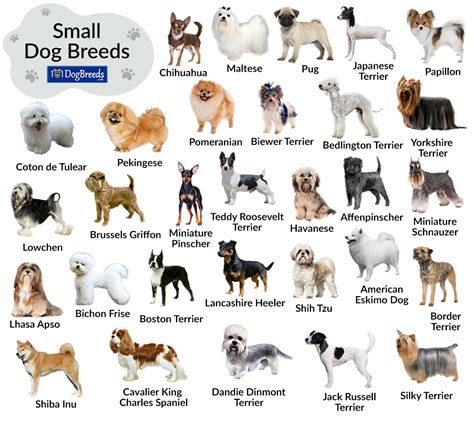 Small Dog Breeds Chart Svg Png  1620 Uk