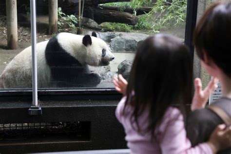 Panda Diplomacy Tears Of Joy As China Extends Xiang Xiangs Stay In
