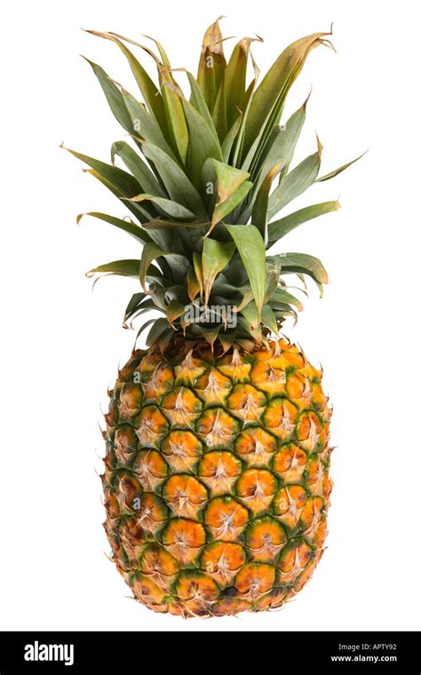 Whole Pineapple Stock Photo 5180305 Alamy