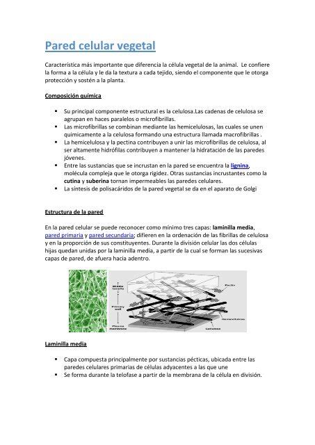 Diferencia Entre Pared Celular Y Membrana Plasmatica Consejos Celulares