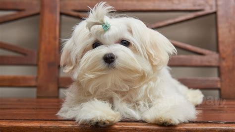 Top 20 Full Grown Maltese Poodle Mix