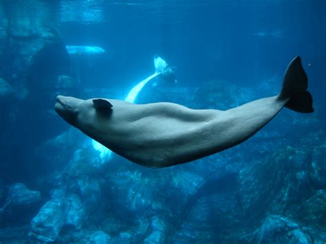 Botulism Beluga Whale Confirmed As Source In Nunavik Outbreak News Today
