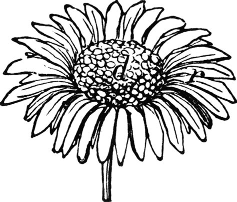 Daisy Outline Drawing Free Download On Clipartmag