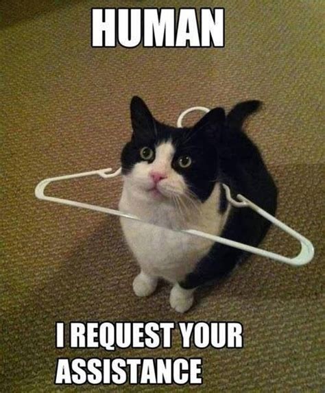 Human I Require Your Assistance Crazy Cat Lady Funny Animal Memes