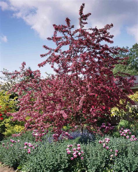 The Best Flowering Trees And Shrubs Better Homes And Gardens