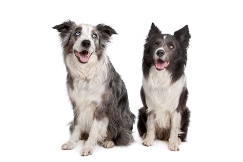 This article is designed to be your one stop guide for all. Border Collie Australian Shepherd Mix • Globerove.com
